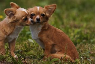 Two Chihuahuas sniff outside.