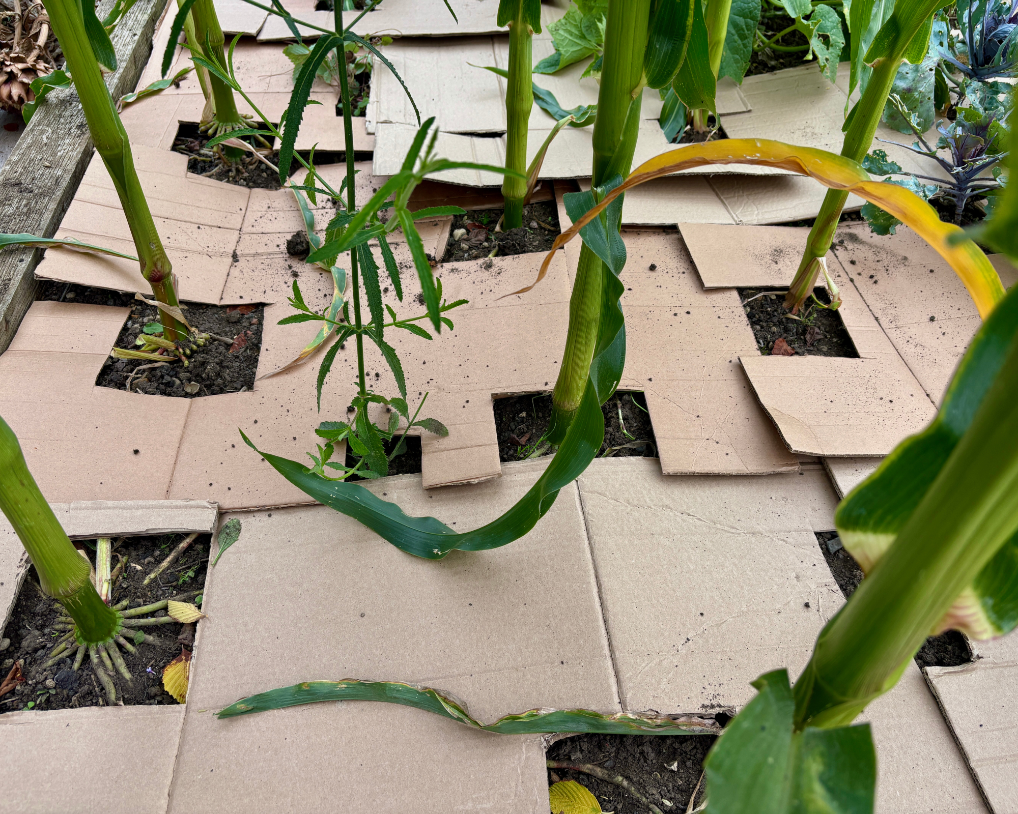cardboard used as a mulch to grow corn in a raised vegetable bed