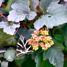Jersey tiger moth resting on shrub in night scene