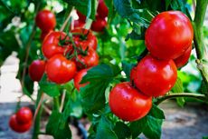 Ripened Red Tomato Plant
