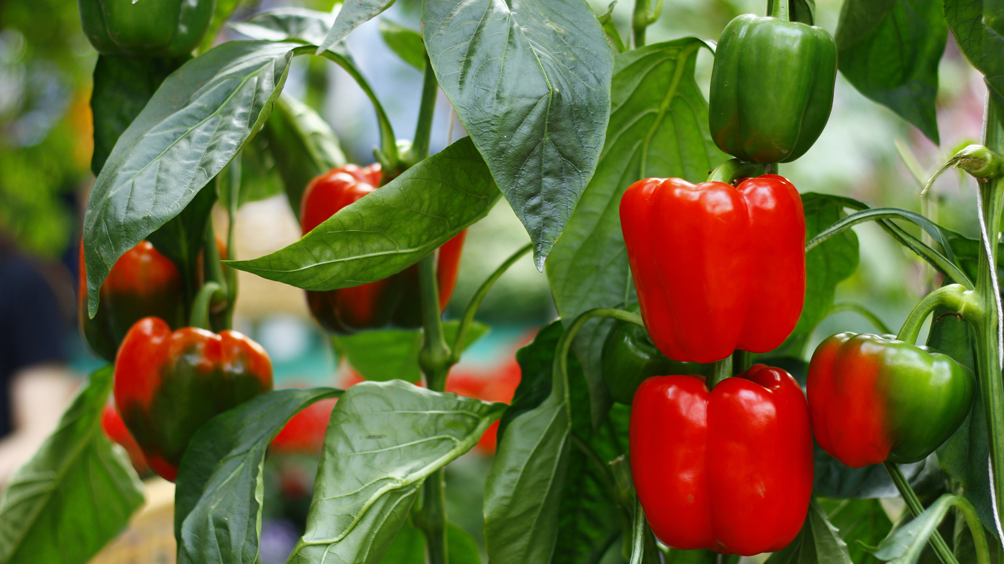 Red peppers
