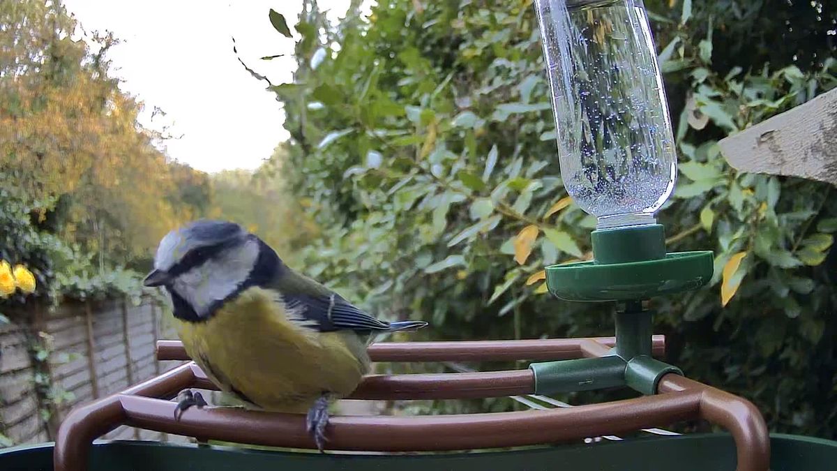 Camouflage EZ Birdfeed photo