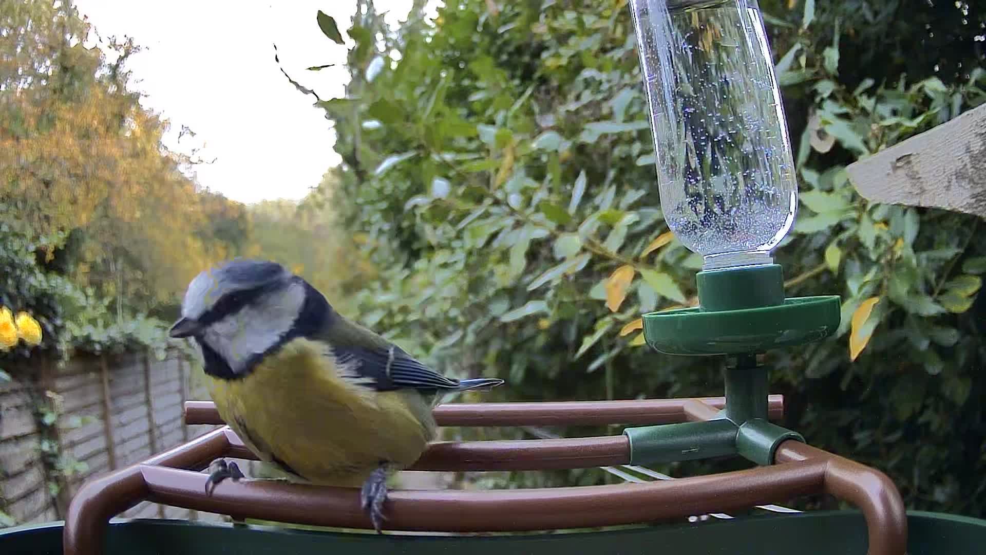 Camouflage EZ Birdfeed photo