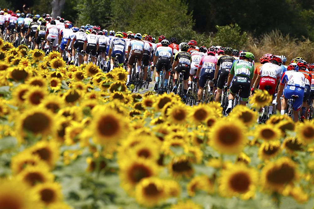 The peloton during stage 11 at the Tour de France