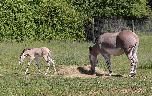 wild-ass-foal1