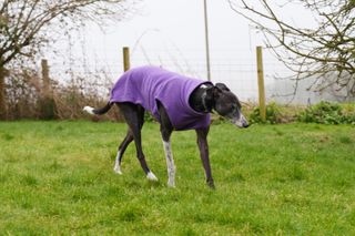 A test photo shot on the Sony A7CR of a greyhound trotting to demonstrate the animal detection AF mode