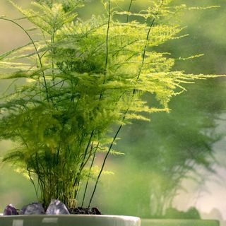 Aspargus Setaceus, asparagus grass, green houseplant in pot close-up. Asparagus fern by the window. Greenery at home alamy/2BGMEPX (RF)