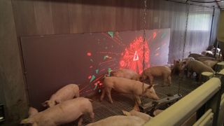The game Pig Chase would involve a wall-mounted interactive display in a pig pen.