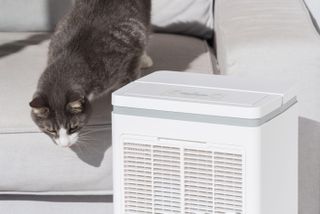 how to clean a Dehumidifier with a grey cat next to it