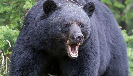 A black bear