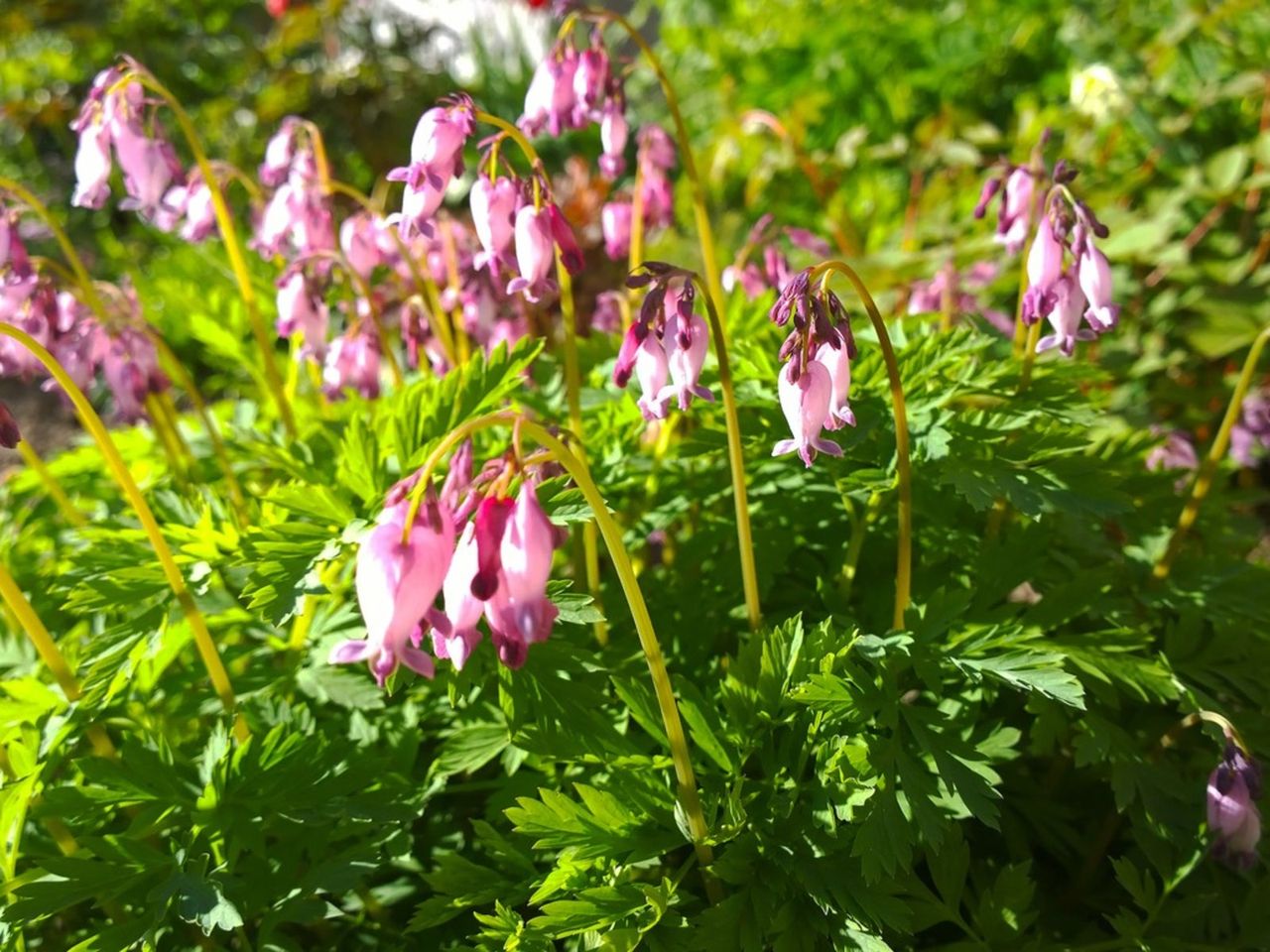 A Woodland Garden Design With Pink Flowers