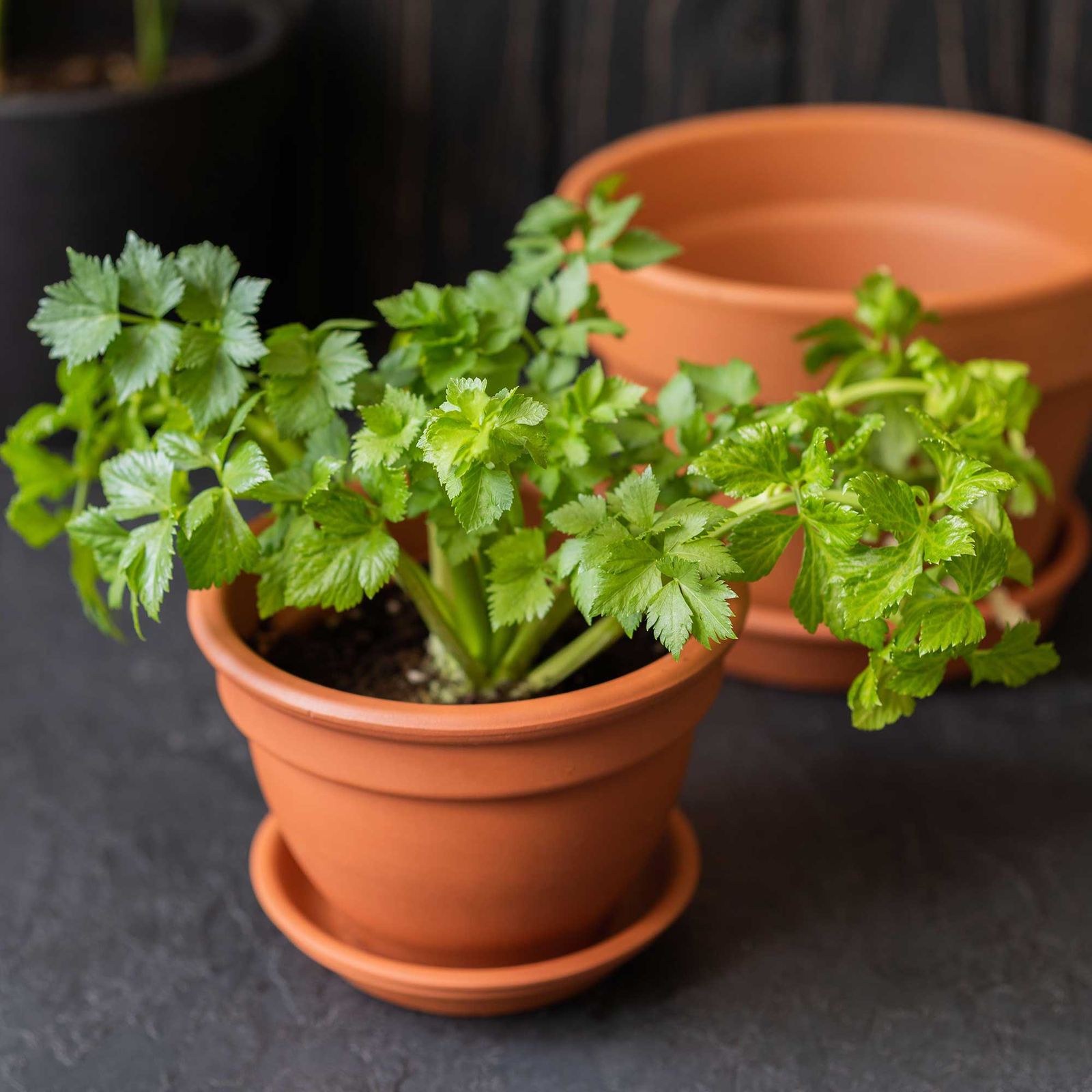 How to grow celery from scraps enjoy a free crop from leftovers