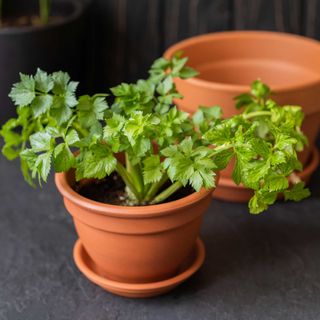 young celery plant planted in a terracotta pot