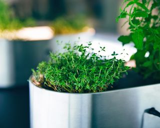 Smart herb garden on the kitchen countertop