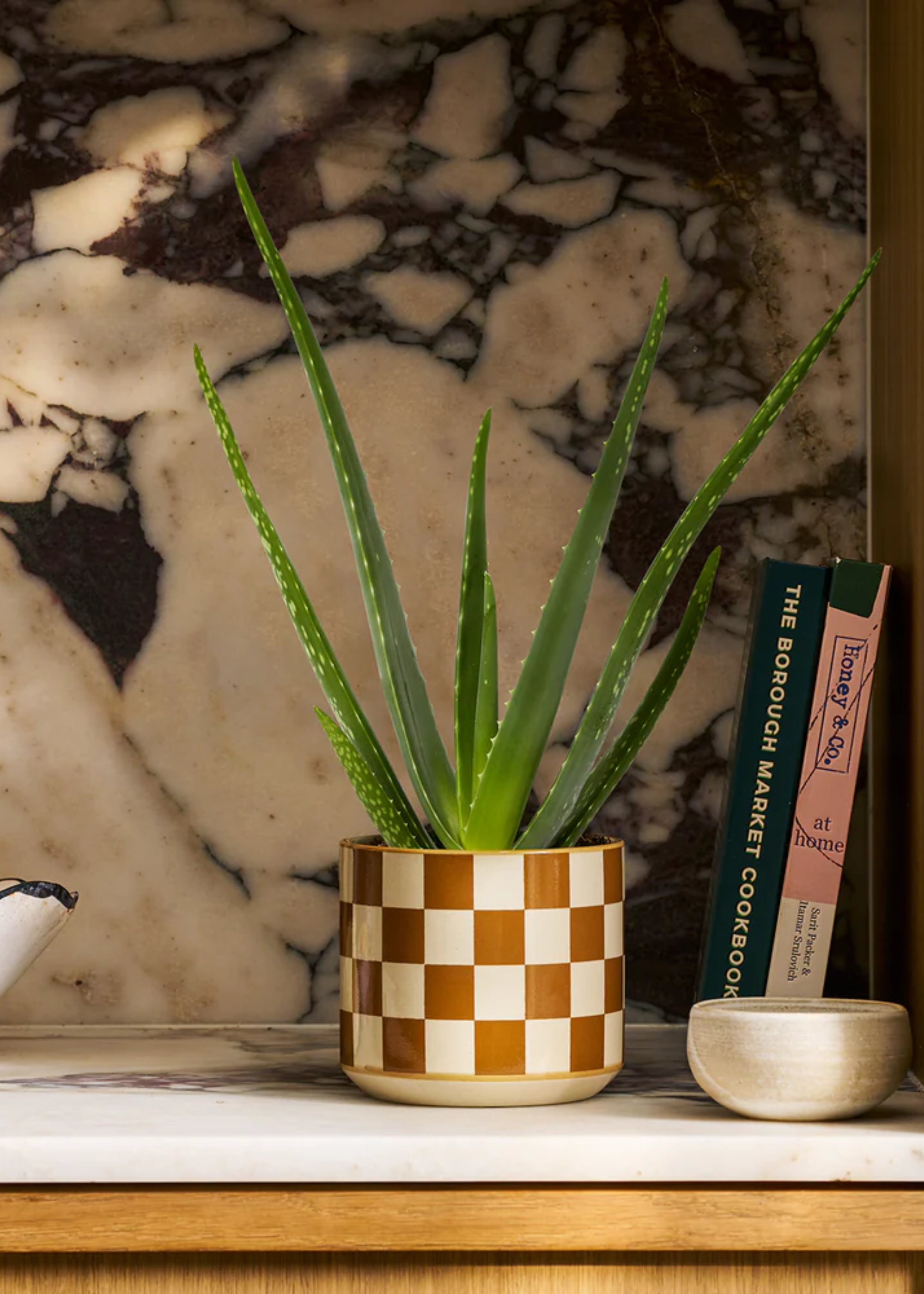 A potted aloe vera in a checkerboard planter