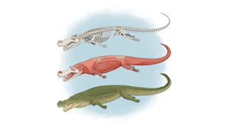 An illustration of Deinosuchus.