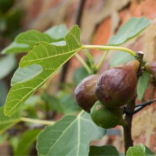 A fig tree growing against a wall in West Sussex