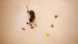 How to clean cat toys
