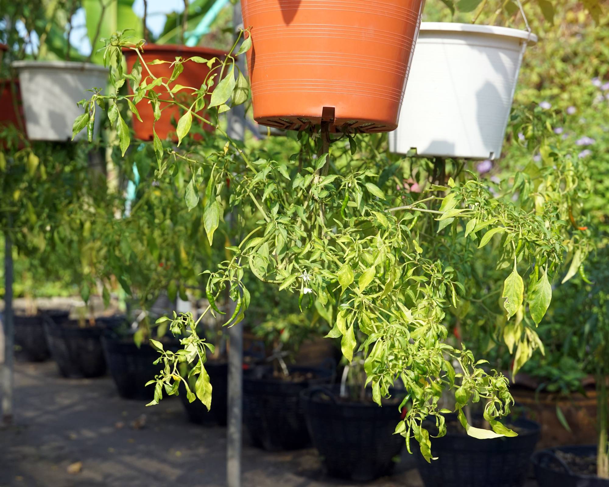 Upside down pepper plants