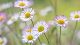 common daisies shown up close as one of the best winter bedding plants