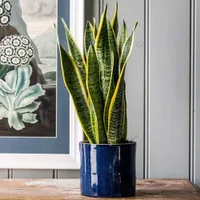 Snake Plant: £19.99 at Waitrose Garden