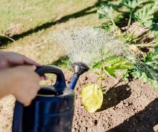 Watering a zucchini plant with a watering can