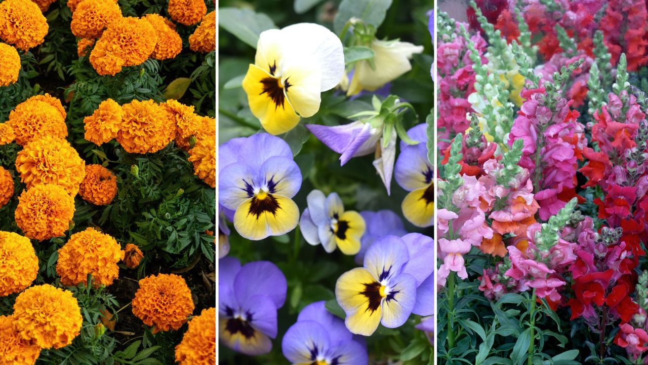 flowers including orange marigolds, purple and yellow pansies, and pink snap dragons