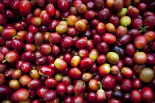 Why rainforests are important: Coffee beans