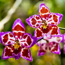 Odontoglossum orchid flowers