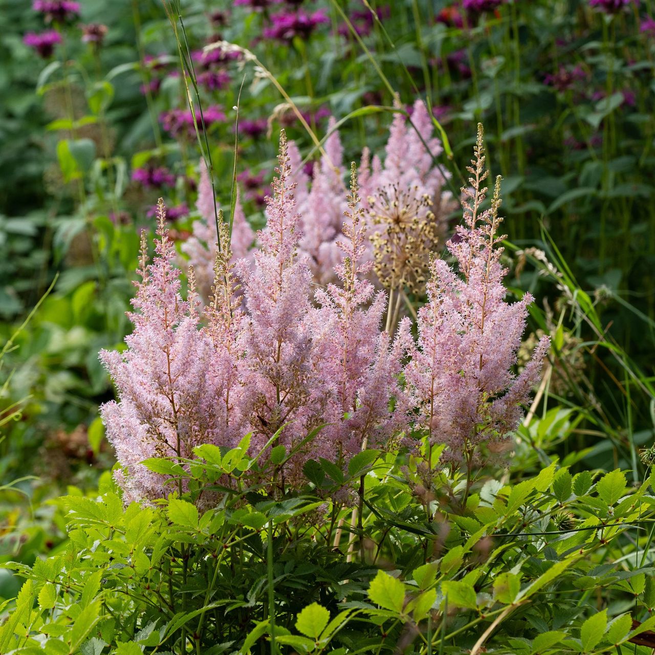 3 plants that help prevent flooding – RHS Chelsea-approved recommendations for a floodproof garden