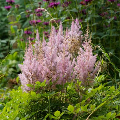 Pink astilbes growing in garden