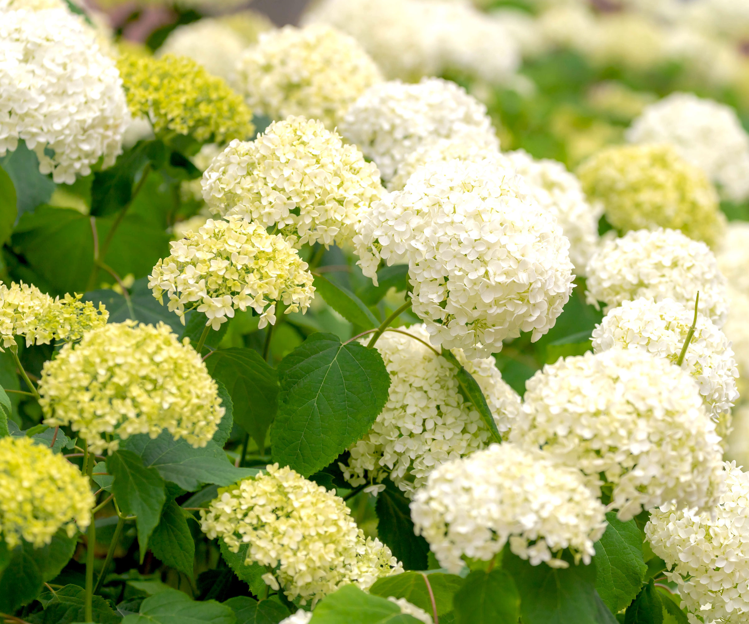 hydrangea Annabelle showing white and yellow flowers and foliage