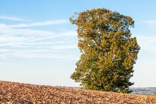 English Elm tree