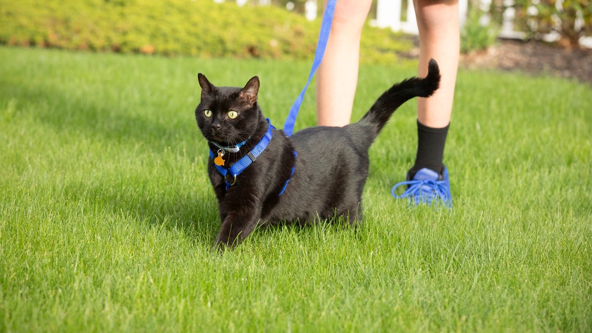 indoor-vs-outdoor-cats-do-cats-need-to-go-outside-petsradar