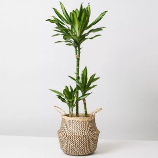 Corn Plant in basket 