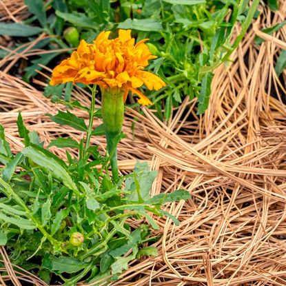 orange marigolds growing in pine needle mulch