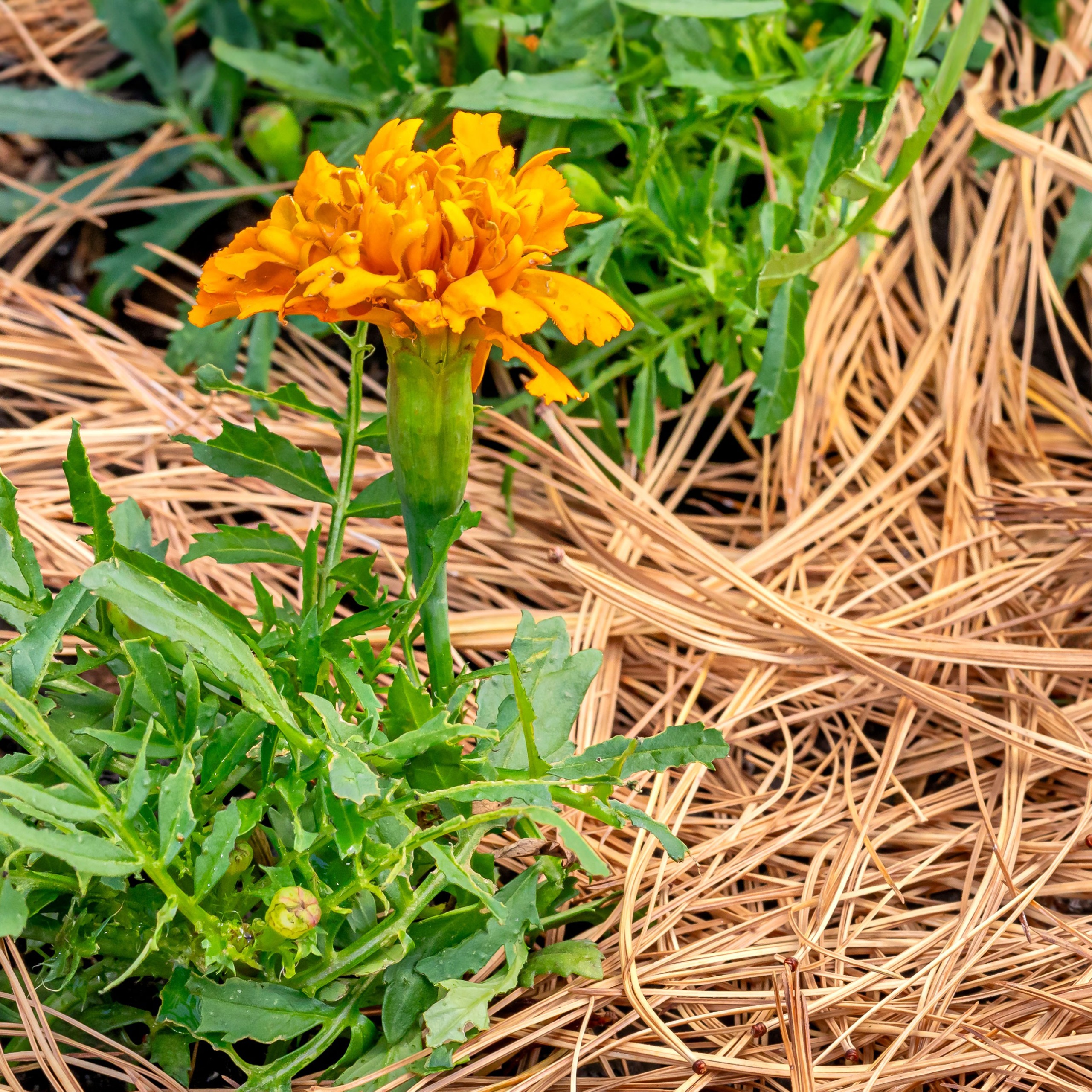 orange marigolds growing in pine needle mulch