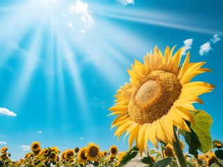 A sunflower under a sunny blue sky