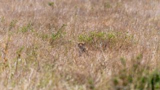 wild cheetah hides in grass.