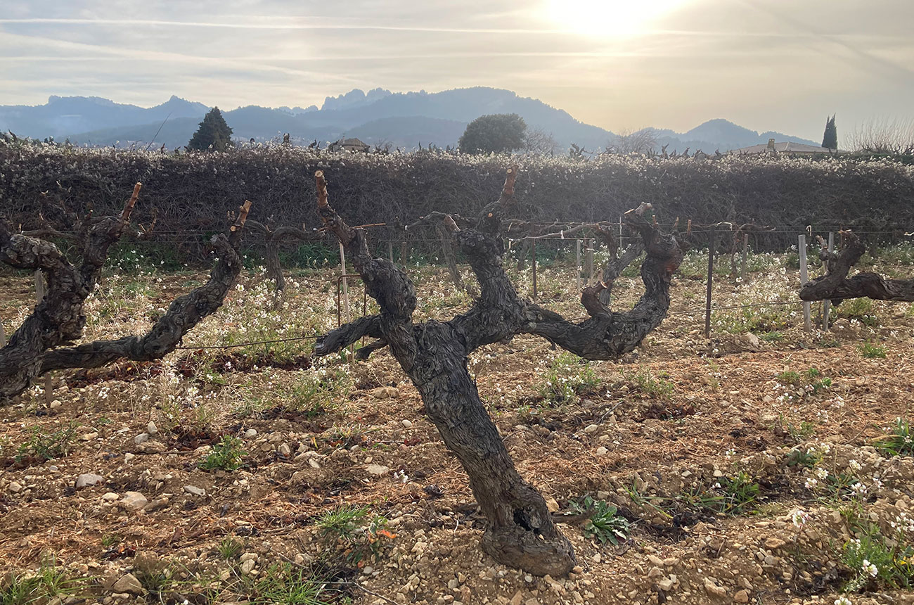 Domaine-de-Pieblanc-Gigondas-vines.jpg