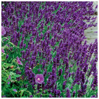 A patch of lavandula 'hidcote blue'