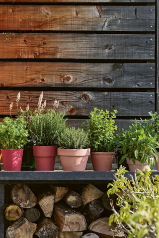 herbs in pots in a garden