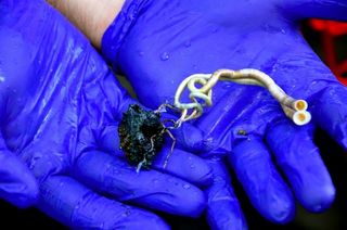 Tubeworms collected from a deep-sea vent system by the remotely operated vehicle Jason.