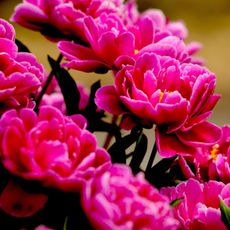 'Karl Rosenfield' peony plants in full bloom
