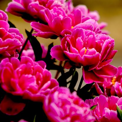 'Karl Rosenfield' peony plants in full bloom