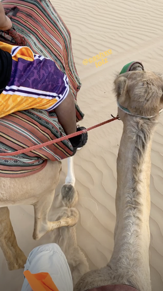 Camel, Camelid, Arabian camel, Natural environment, Landscape, Desert, Livestock, Textile, Aeolian landform, Sand,
