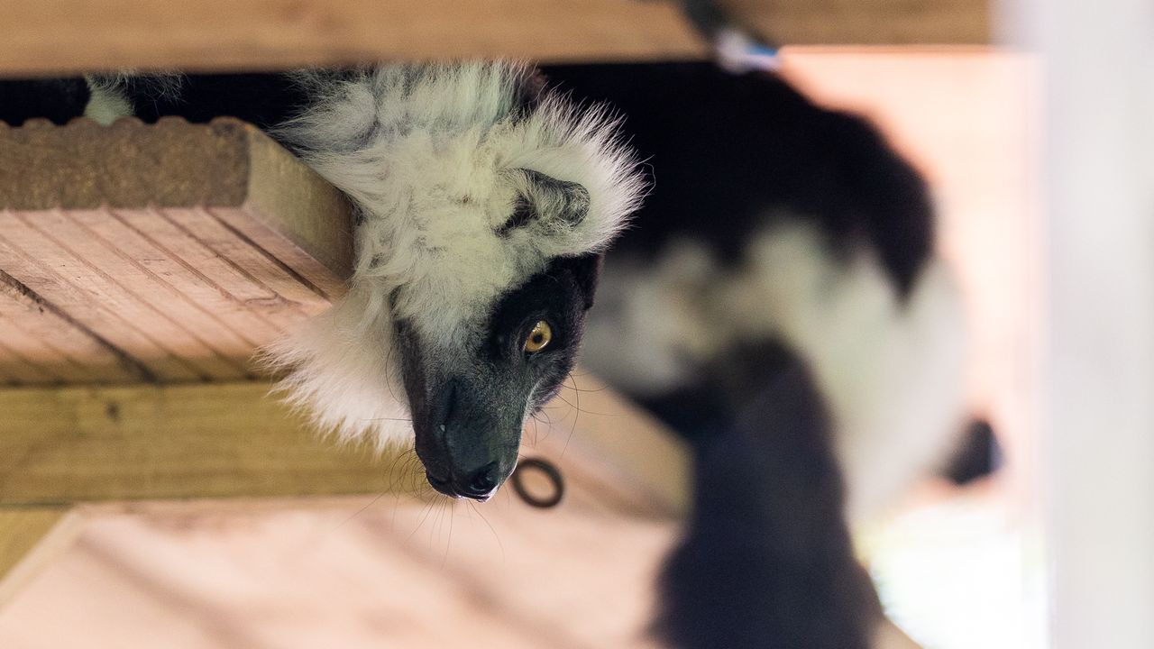 lemur's face over a wooden shelf