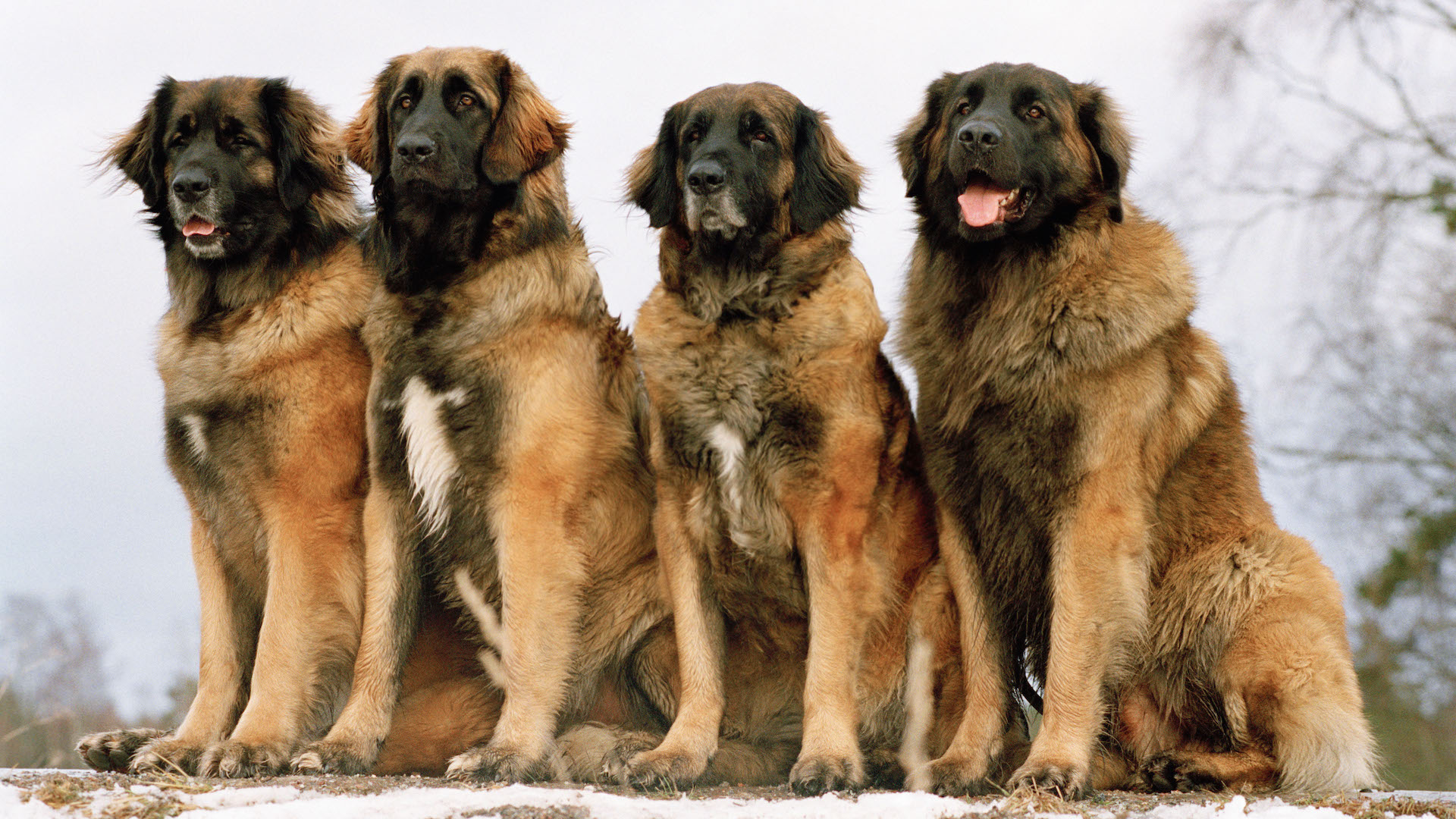 Four leonberger dogs