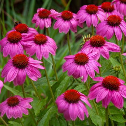 Several echinacea or purple coneflowers