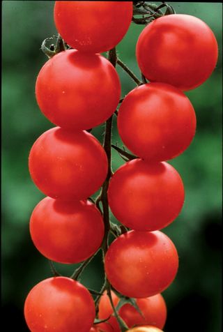 Sarah Raven's Tomato Gardener's Delight